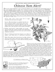 Food and drink / Tropical agriculture / Tubers / Plant morphology / Plant reproduction / Yam / Bulb / Dioscorea opposita / Dioscorea polystachya / Botany / Biology / Dioscorea
