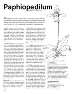 Paphiopedilum paff-ee-oh-PED-ih-lum Paphiopedilums, the lady’s-slipper orchids, originate in the jungles of the Far East including Indonesia. They are semiterrestrial, growing in humus and other material on the forest 