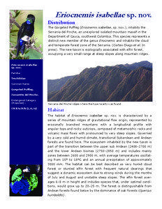 Puffleg / Munchique National Natural Park / Fauna of South America / Eriocnemis / Gorgeted Puffleg