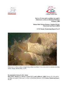 Survey of a non-native ascidian Didemnum vexillum (sea squirt) in Holyhead Marina