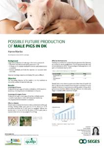 POSSIBLE FUTURE PRODUCTION OF MALE PIGS IN DK Hanne Maribo Danish Pig Research Centre, SEGES P/S, Copenhagen  Background