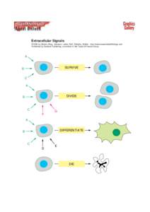 Extracellular Signals ©1998 by Alberts, Bray, Johnson, Lewis, Raff, Roberts, Walter. http://www.essentialcellbiology.com Published by Garland Publishing, a member of the Taylor & Francis Group. A SURVIVE