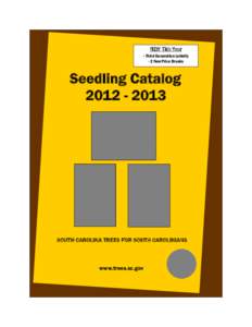 NEW This Year - Third Generation Loblolly - 2 New Price Breaks Seedling Catalog[removed]
