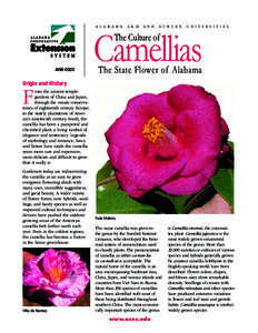 Camellias A l a b a m a A & M  a n d
