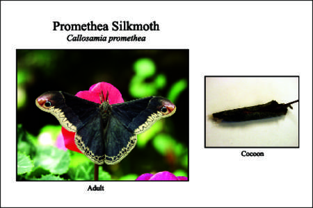 Callosamia promethea card 1back