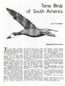 Tame Birds of South America By G. R. Whitley Whitefaced Tree Duck