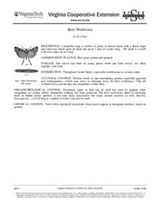 Education in the United States / Fall webworm / Spilosomini / Insecticide / Bacillus thuringiensis / Caterpillar / Beet / Virginia Cooperative Extension / Virginia Polytechnic Institute and State University / Agriculture / Virginia / Lepidoptera