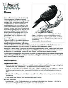 American Crow / Crow / Corvidae / Bird / House Crow / Black-billed Magpie / Zoology / Biology / Corvus