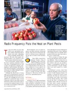 STEPHEN AUSMUS (K10126-1)  Entomologist Jim Hansen infests apples with codling moth larvae while