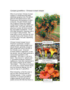 Campsis grandiflora – Chinese trumpet creeper When its at its best, Chinese trumpet creeper is a showcase drop-dead,