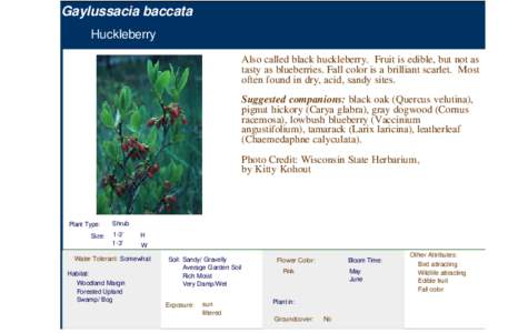 Huckleberry (gaylussacia baccata)