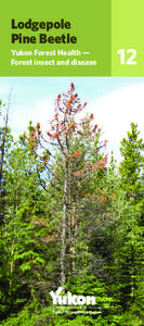 Lodgepole Pine Beetle Yukon Forest Health — Forest insect and disease  Energy, Mines and Resources