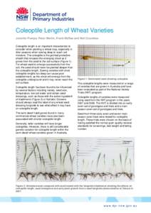 Coleoptile Length of Wheat Varieties