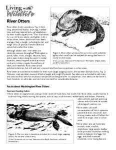 River Otters River otters (Lutra canadensis, Fig. 1) have long, streamlined bodies, short legs, webbed toes, and long, tapered tails—all adaptations for their mostly aquatic lives. Their short thick fur is a rich brown
