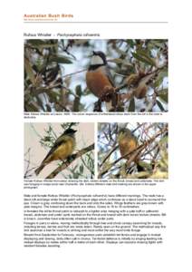 Pachycephala / Rufous Whistler / Rufous / Rufous-tailed Plantcutter / Cape Batis / Corvida / Neognathae / Birds of Australia