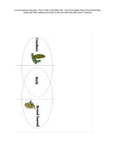 Cut out book as one piece. Fold in half on the black line. Cut on the dotted lines to form three flaps. Under each flap compare each type of tree and what they both have in common. Conifers Both Broad-leaved