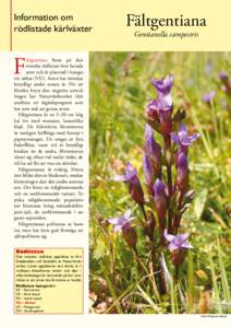 Information om rödlistade kärlväxter Fältgentiana Gentianella campestris