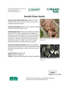 Euphoria / Beetle / Scarabaeoidea / Figeater beetle / Scarabaeidae / Phyla / Protostome