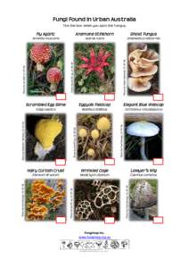 Fungi Found in Urban Australia Tick the box when you spot the fungus. Anemone Stinkhorn  Ghost Fungus