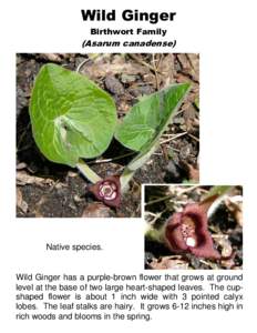 Wild Ginger Birthwort Family (Asarum canadense)  Native species.