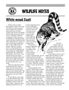 WILDLIFE NOTES White-nosed Coati Of the carnivore family Procyonidae, Arizona, Texas and New Mexico are the only states lucky enough to have all three