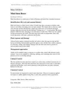 Microsoft Word - stemborer-mint.doc