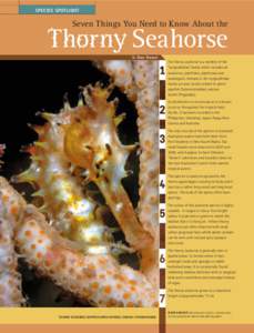 SPECIES SPOTLIGHT  Seven Things You Need to Know About the Thorny Seahorse h