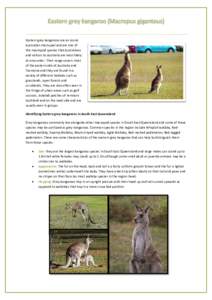 Eastern grey kangaroo (Macropus giganteus)