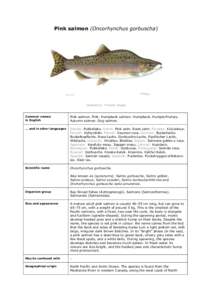 Oily fish / Aquaculture / Pink salmon / Trout / Atlantic salmon / Chum salmon / Brook trout / Arctic char / Salmo / Fish / Salmon / Oncorhynchus