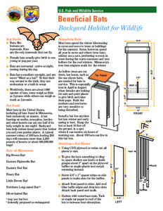 U.S. Fish and Wildlife Service  Beneficial Bats Backyard Habitat for Wildlife  Hoary Bat