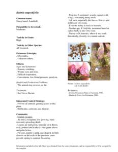 Toxicity / Laurel / Flora of the United States / Medicinal plants / Kalmia