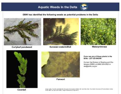 Aquatic Weeds In the Delta DBW has identified the following weeds as potential problems in the Delta Curlyleaf pondweed  Eurasian watermilfoil