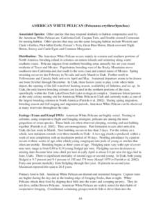 AMERICAN WHITE PELICAN (Pelecanus erythrorhynchos) Associated Species: Other species that may respond similarly to habitat components used by the American White Pelican are: California Gull, Caspian Tern, and Double-cres