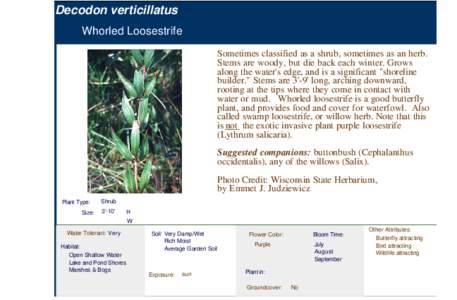 Whorled Loosestrife (decondon verticillatus)