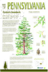Flora of North America / Botany / Flora / Pinaceae / Ornamental trees / Old growth forests / Hemlock woolly adelgid / Phylloxeroidea / Tsuga canadensis / Tsuga / Cook Forest State Park / Blackburnian warbler