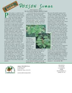 POISON Sumac {Toxicodendron vernix) By Fred Nation, Educator, Baldwin County P