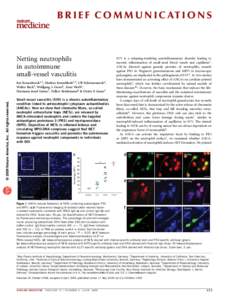 B R I E F C O M M U N I C AT I O N S  Netting neutrophils in autoimmune small-vessel vasculitis