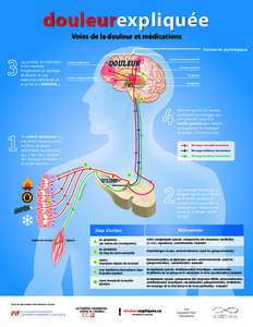 douleurexpliquée Voies de la douleur et médications Traitements psychologiques Les pensées, les sentiments et les croyances transforment les messages