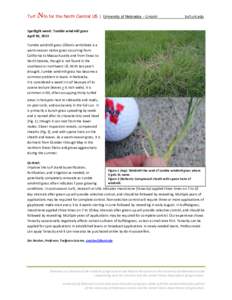 Herbicides / Grasslands / Ketones / Lawn / Chloris / Bouteloua dactyloides / Weed / University of Nebraska system / Grass / Flora of the United States / Flora of North America / Agriculture