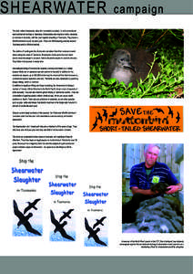 SHEARWATER  campaign The short-tailed shearwater, alias the muttonbird, is subject to both recreational and commercial hunting in Tasmania. Shearwaters are migratory birds, breeding