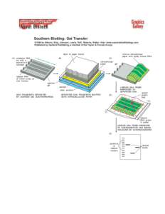 Southern Blotting: Gel Transfer ©1998 by Alberts, Bray, Johnson, Lewis, Raff, Roberts, Walter . http://www.essentialcellbiology.com Published by Garland Publishing, a member of the Taylor & Francis Group.  stack of pape