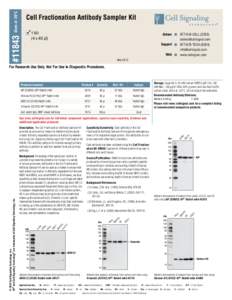 #11843 Store at -20°C  Cell Fractionation Antibody Sampler Kit 31 Kit n