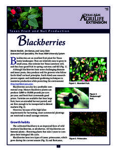 Food and drink / Rubus / Blackberry / Invasive plant species / Drupe / Vine training / Ziziphus mauritiana / Orange / Loganberry / Fruit / Agriculture / Berries