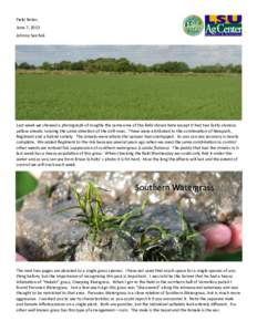 Watergrass / Luziola / Rice / Evangeline / Demographics of Peru