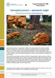Fungus Factsheet[removed]Science Division Gymnopilus junonius — spectacular rustgill Richard Robinson, Science Division, Manjimup, [removed]