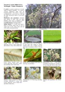 Leaf / Photosynthesis / Plant anatomy / Plant physiology / Flora of New South Wales / Pomaderris / Althaea armeniaca / Pomaderris ferruginea / Biology / Botany / Plant morphology