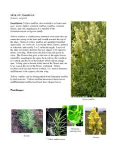Biota / Calophasia lunula / Linaria / Noxious weed / Weed / Vegetative reproduction / Biological pest control / L. vulgaris / Plantaginaceae / Flora / Botany