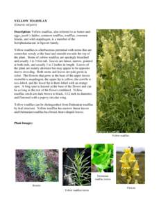 Microsoft Word - YELLOW TOADFLAX.doc