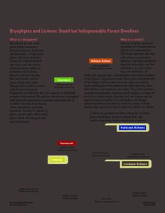 .  Bryophytes and Lichens: Small but Indispensable Forest Dwellers What is a Lichen?  What is a Bryophyte?