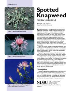 Spotted Knapweed (Centaurea maculosa Lam.)